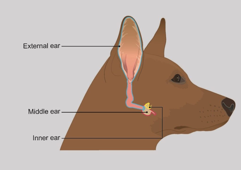 should-you-put-a-dog-down-with-vestibular-disease-newstrendline-com